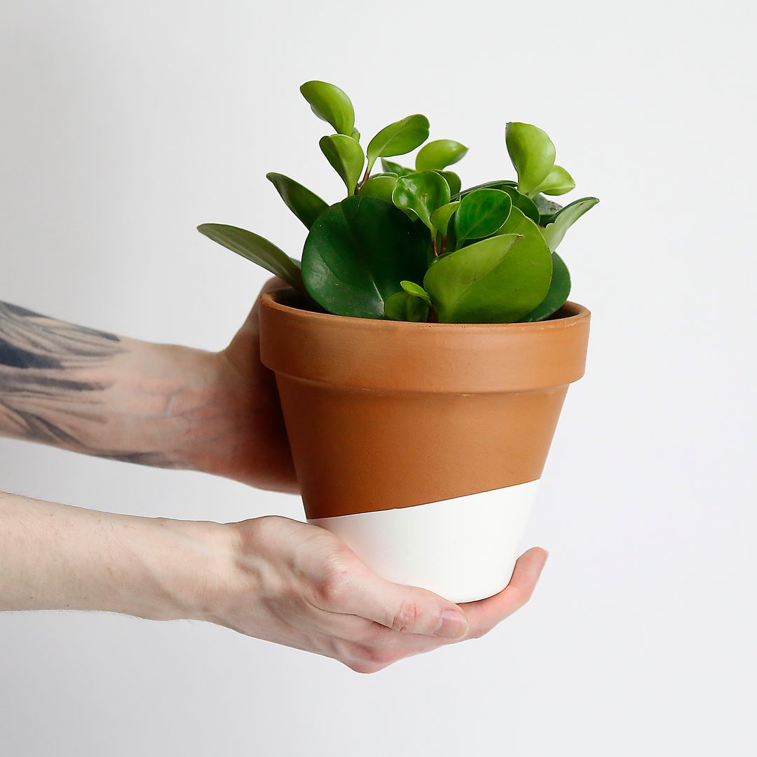 Horti 2021 Information, Photos, Reviews Thingtesting