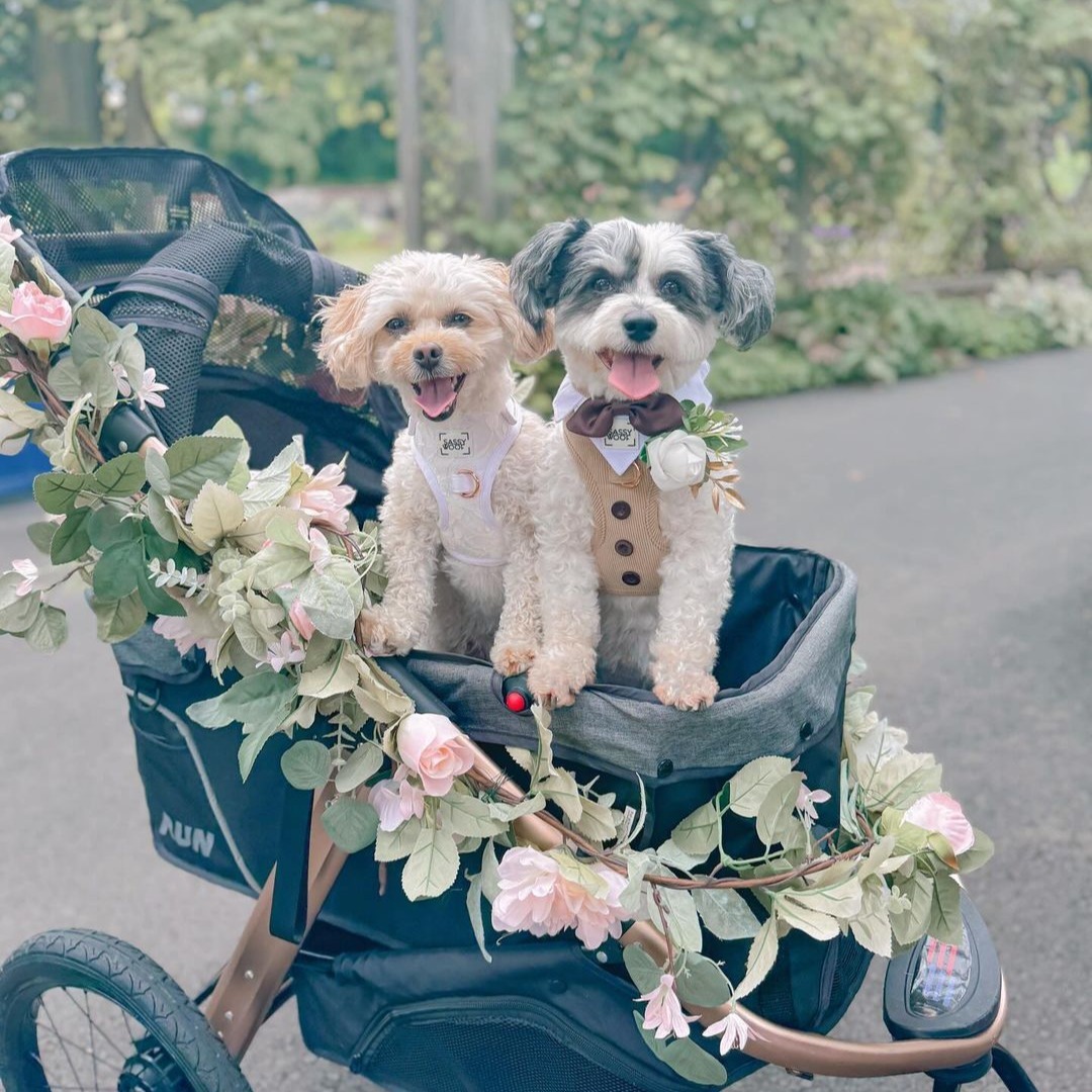 Pet Rover